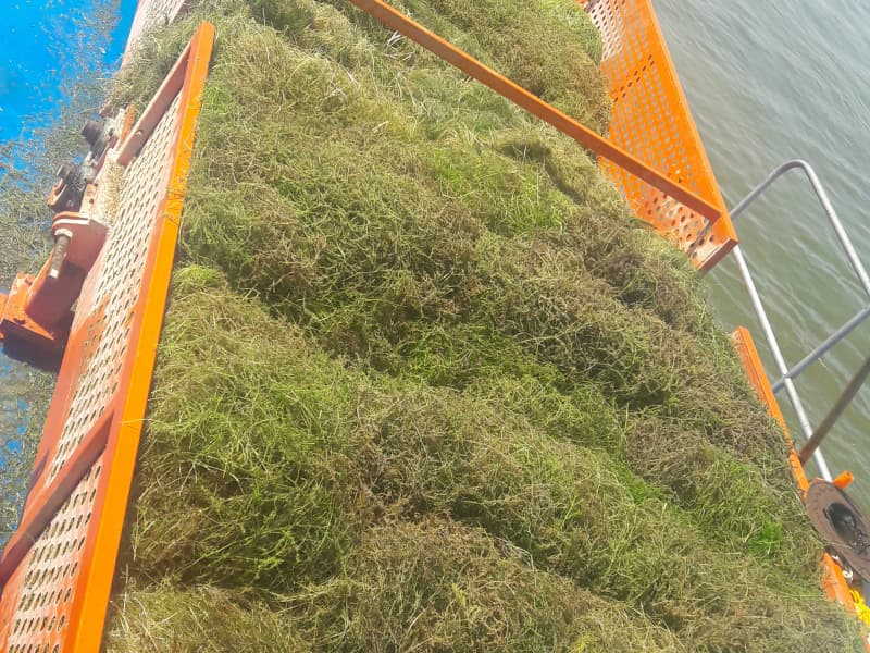 Barco de limpeza automática de água/colhedora de ervas aquáticas/removedor de lixo