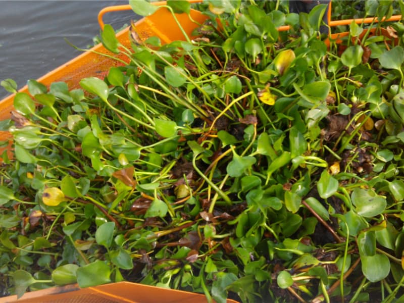 Barco de limpeza automática de água/colhedora de ervas aquáticas/removedor de lixo